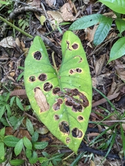 Alocasia scabriuscula