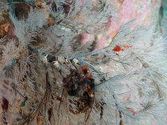 Astrobrachion constrictum