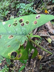 Alocasia scabriuscula