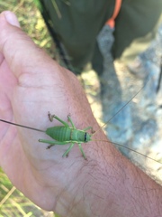 Ephippiger perforatus