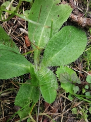 Asteraceae