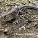 Strauch's Racerunner - Photo (c) hossein_nabizadeh, some rights reserved (CC BY-NC)