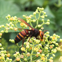Vespa ducalis pulchra