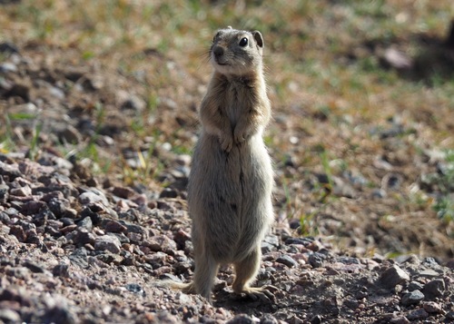 Wyoming Ground Squirrel