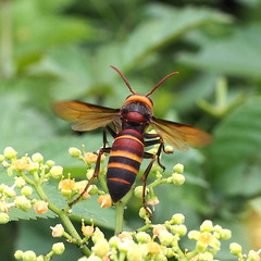 Vespa ducalis pulchra