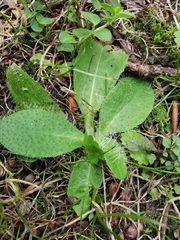 Asteraceae