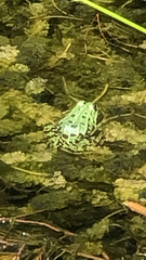 Pelophylax