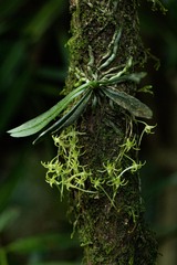 Mystacidium tanganyikense image