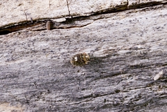 Simplocaria hispidula