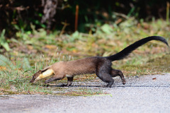 Yellow-Throated Marten photo 5