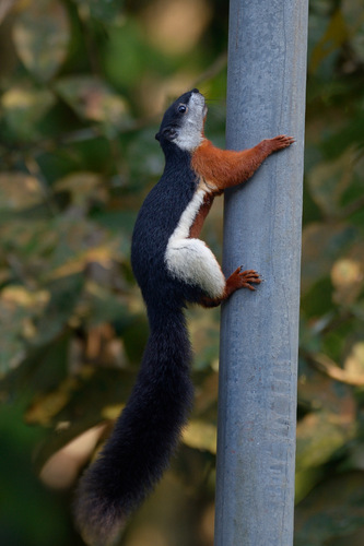 Prevost's Squirrel, Taman Pertanian Malaysia, 40170 Shah Alam, Selangor, Malaysia, photo 9 of 10