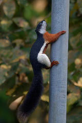 Callosciurus prevostii