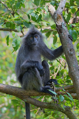 Trachypithecus selangorensis