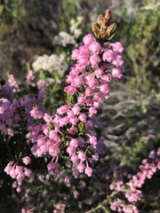 Erica irregularis