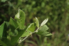 Dendrolobium triangulare
