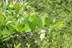 Dendrolobium triangulare