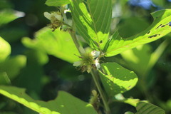 Dendrolobium triangulare