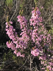Erica irregularis