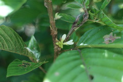 Dendrolobium triangulare