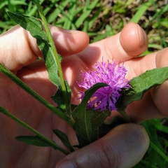 Centaurea nigra