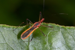 Euagoras plagiatus