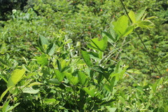 Dendrolobium triangulare