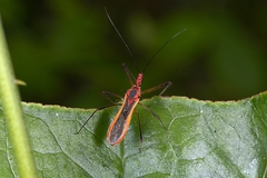 Euagoras plagiatus
