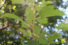 Dendrolobium triangulare