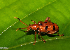 Lema quadripunctata