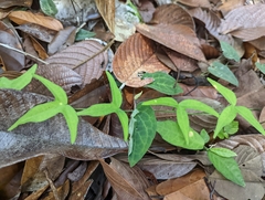 Adenia cordifolia