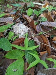 Adenia cordifolia