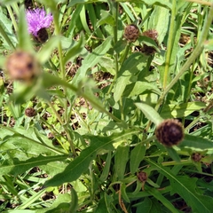 Centaurea nigra