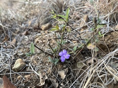 Ruellia cordata