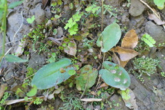 Mickelopteris cordata