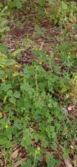 Medicago lupulina