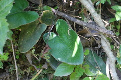 Mickelopteris cordata