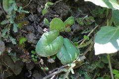 Mickelopteris cordata