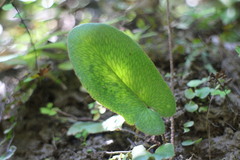 Mickelopteris cordata