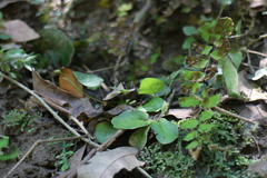 Mickelopteris cordata