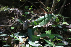 Mickelopteris cordata