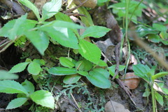 Mickelopteris cordata