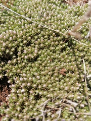 Helichrysum caespititium