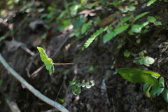 Mickelopteris cordata