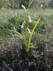Hesperantha bachmannii