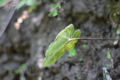 Mickelopteris cordata