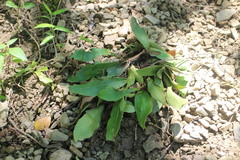 Loxogramme biformis