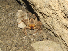 Galeodes araneoides