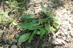 Loxogramme biformis