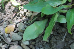 Loxogramme biformis