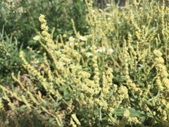 Atriplex tatarica